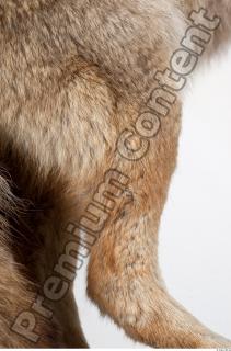 Wolf leg photo reference 0008